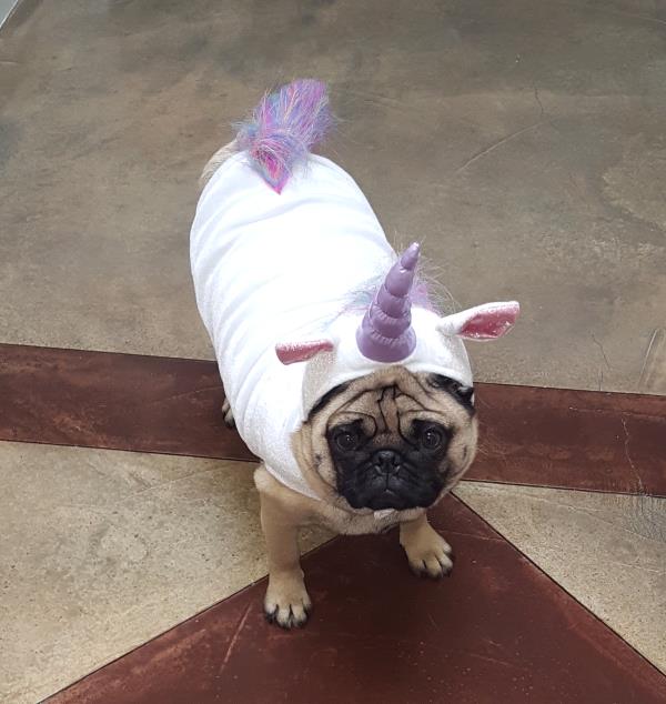 /Images/uploads/PUG NATION RESCUE OF LOS ANGELES/pugnationcalendar/entries/2310thumb.jpg